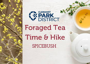 Foraged Tea time and Hike